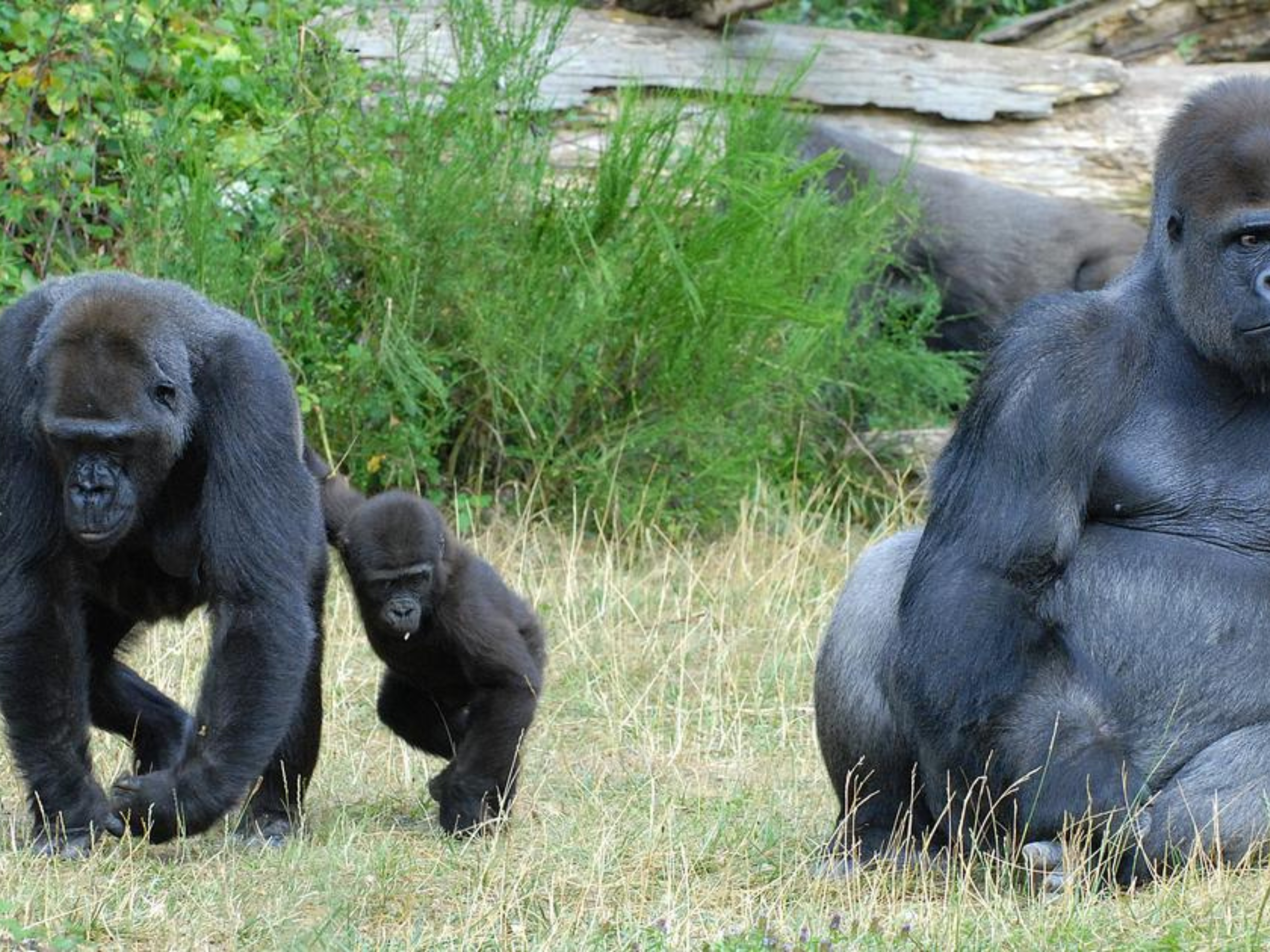 Vallées des Singes