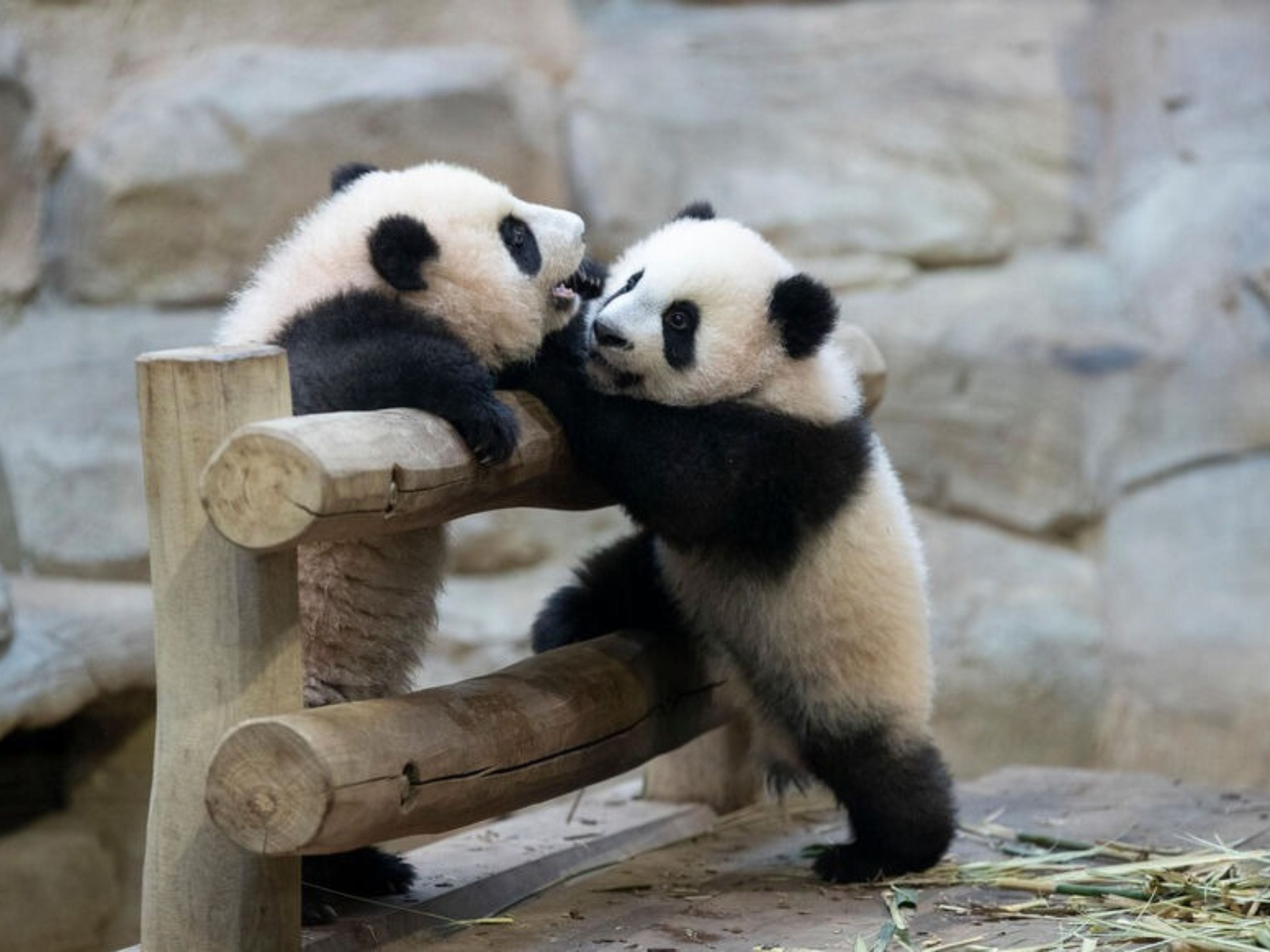 ZooParc de Beauval